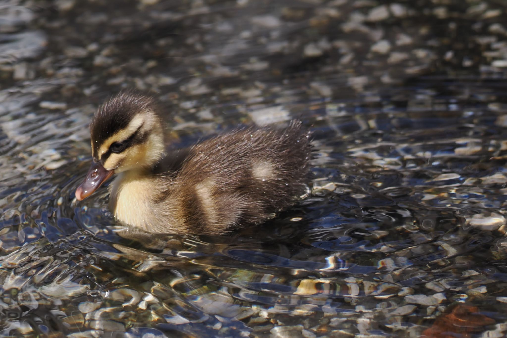 神奈川県 カルガモの写真 by biglife_birds