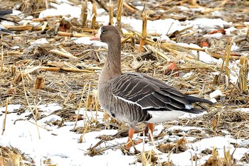 Greater White-fronted Goose 北海道 Unknown Date