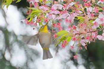 Warbling White-eye 夢見が埼動物公園 Thu, 3/7/2024