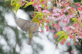 メジロ 夢見が埼動物公園 2024年3月7日(木)