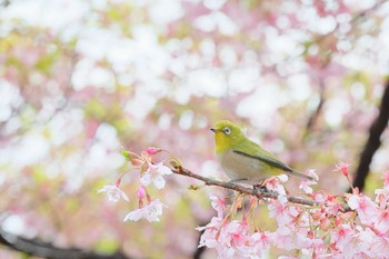 メジロ 夢見が埼動物公園 2024年3月7日(木)