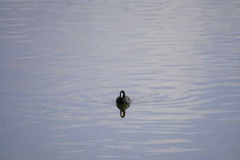 オオバン 諏訪湖 2024年3月8日(金)