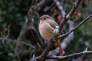 ジョウビタキ 大高緑地公園 2024年3月5日(火)