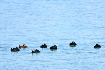 Black Scoter 飯岡漁港 Sun, 3/3/2024