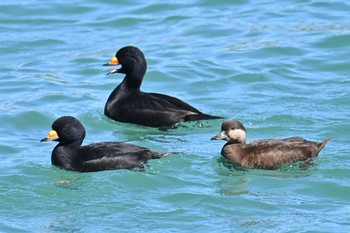 Black Scoter 飯岡漁港 Sun, 3/3/2024