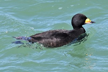 Black Scoter 飯岡漁港 Sun, 3/3/2024