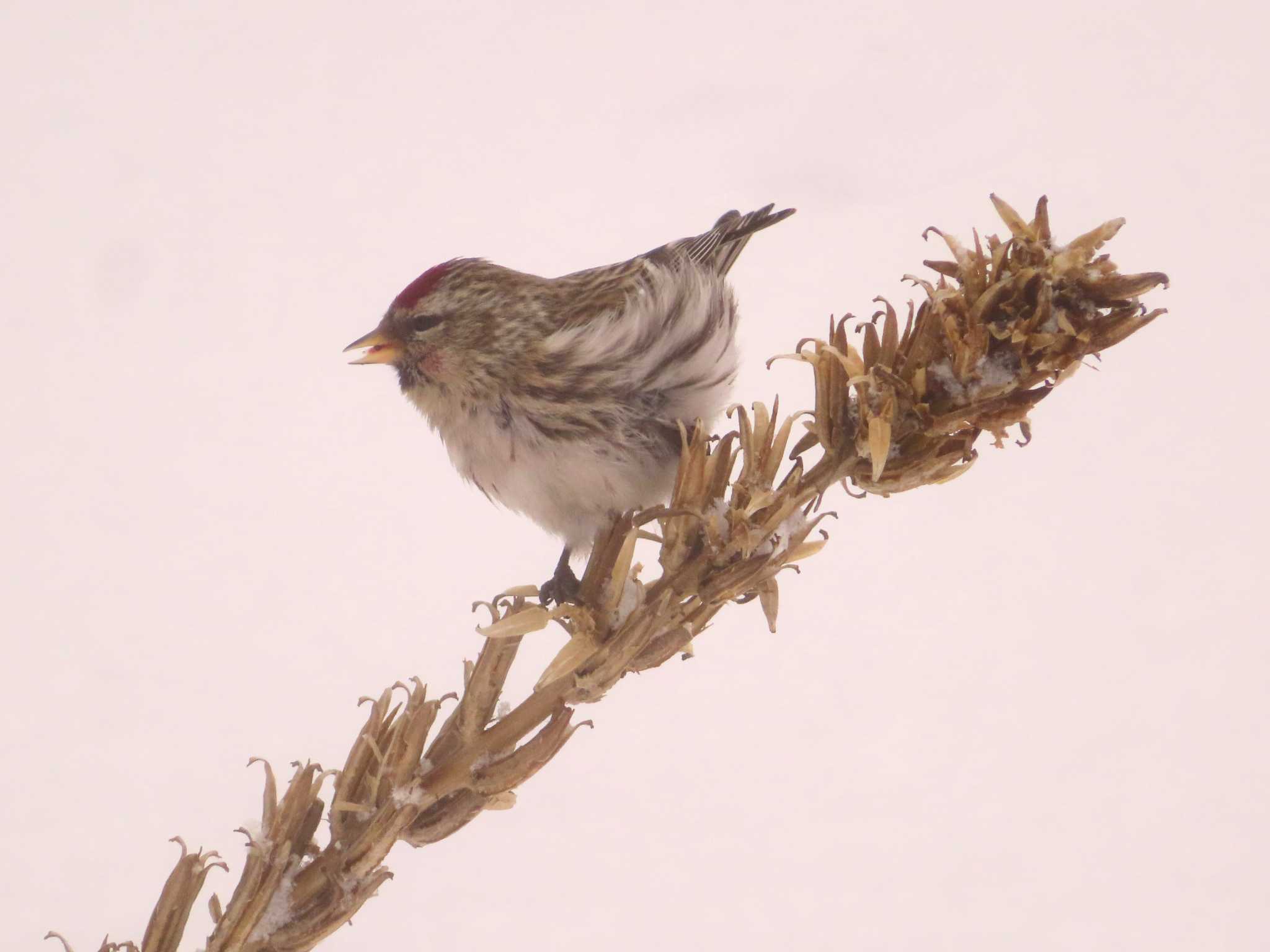 Photo of Common Redpoll at Makomanai Park by ゆ