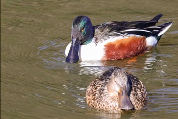 Northern Shoveler 神奈川県 Mon, 1/8/2024