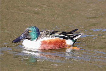 Northern Shoveler 神奈川県 Mon, 1/8/2024