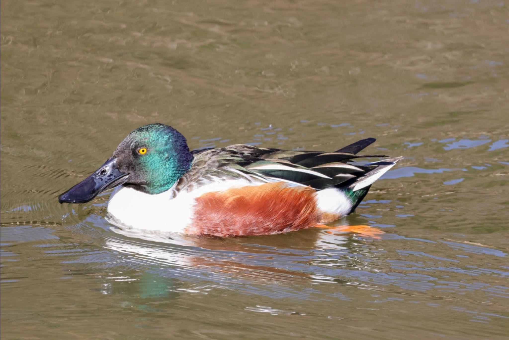 Photo of Northern Shoveler at 神奈川県 by Allium