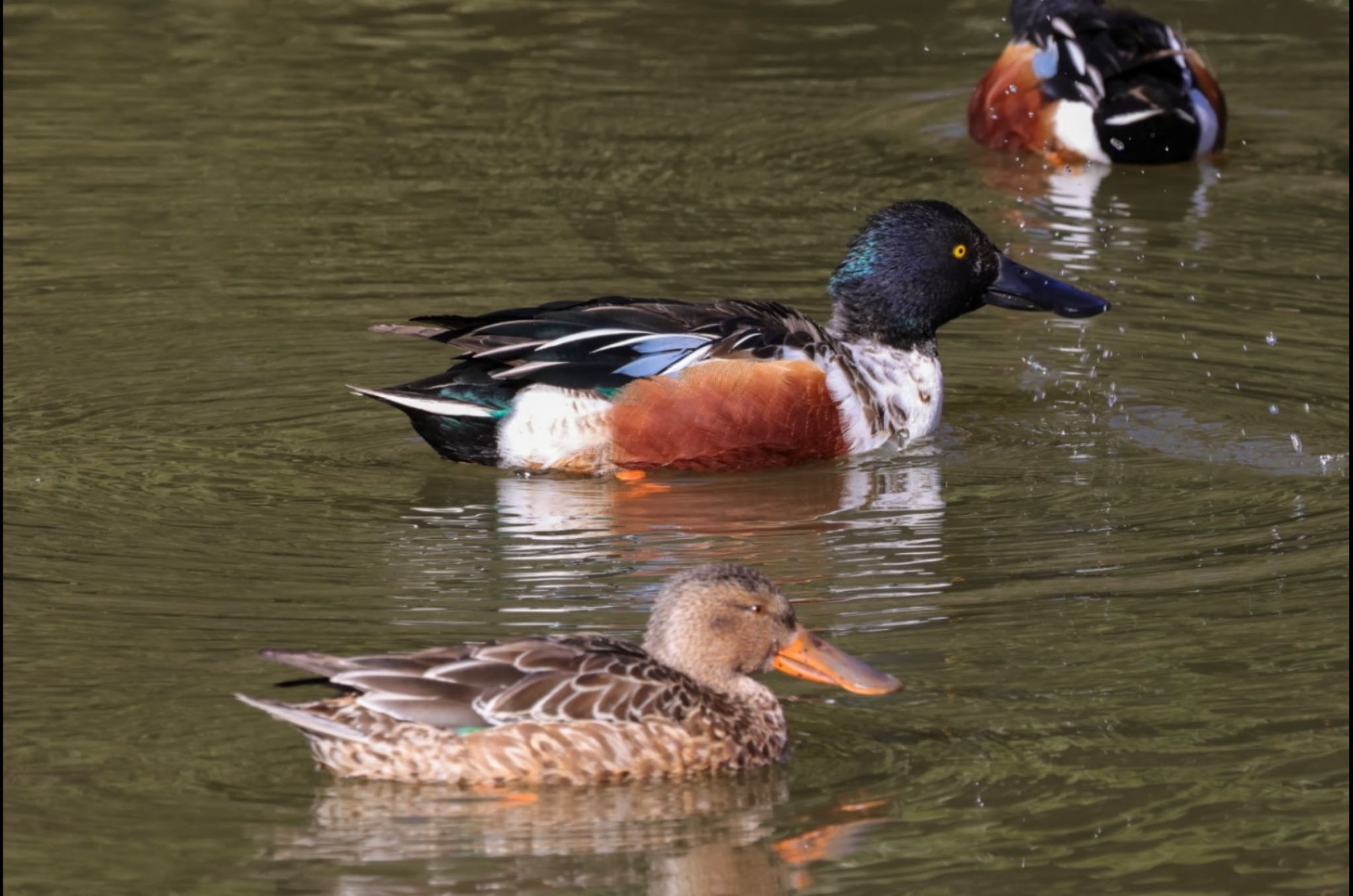 Photo of Northern Shoveler at 神奈川県 by Allium