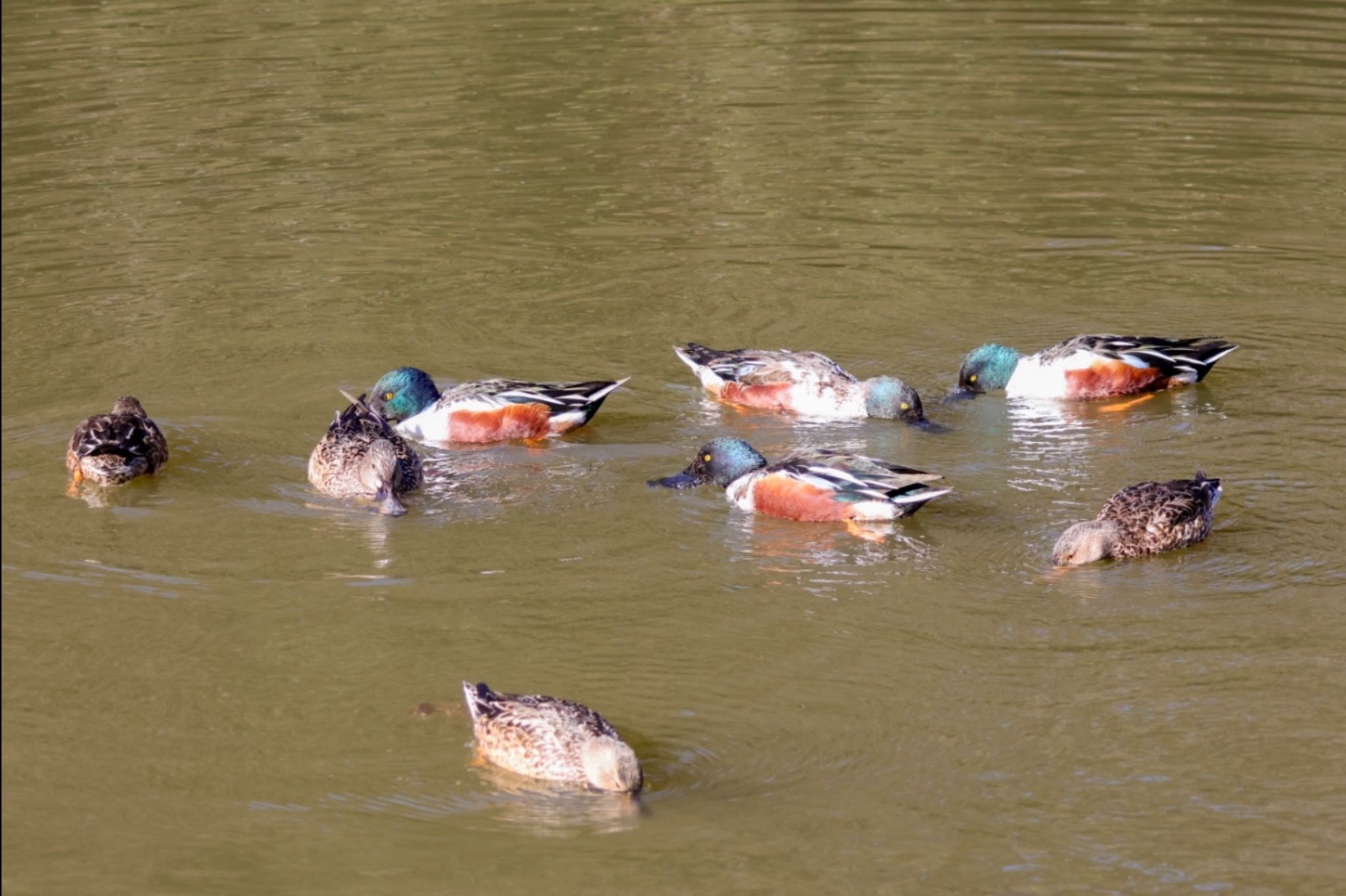 Photo of Northern Shoveler at 神奈川県 by Allium