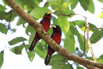 Black-and-red Broadbill Cat Tien National Park Fri, 11/30/2018