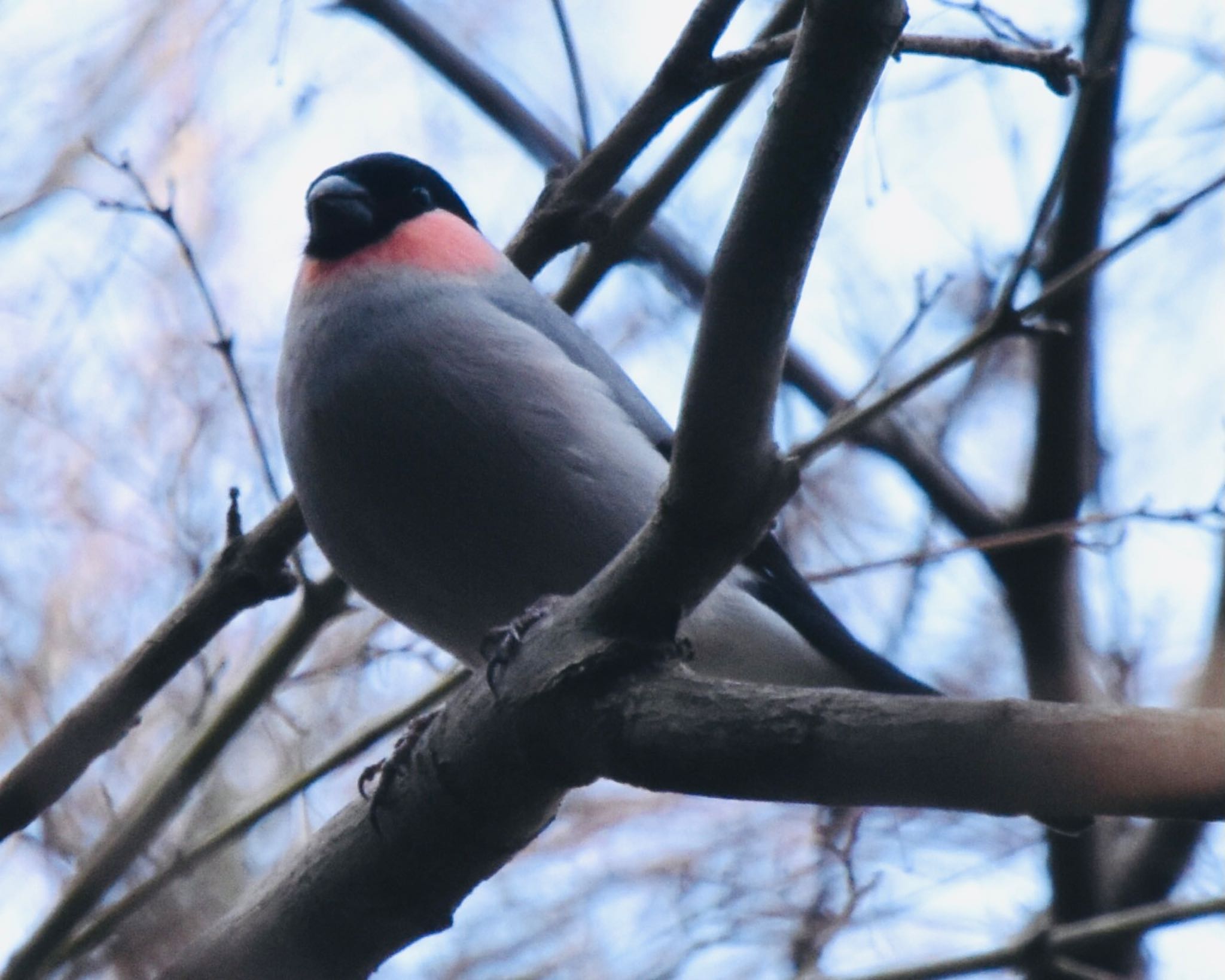 Eurasian Bullfinch