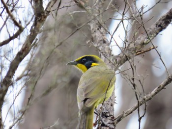 キムネミツスイ Bobbin Head, Ku-ring-gai Chase NP, NSW, Australis 2024年2月27日(火)