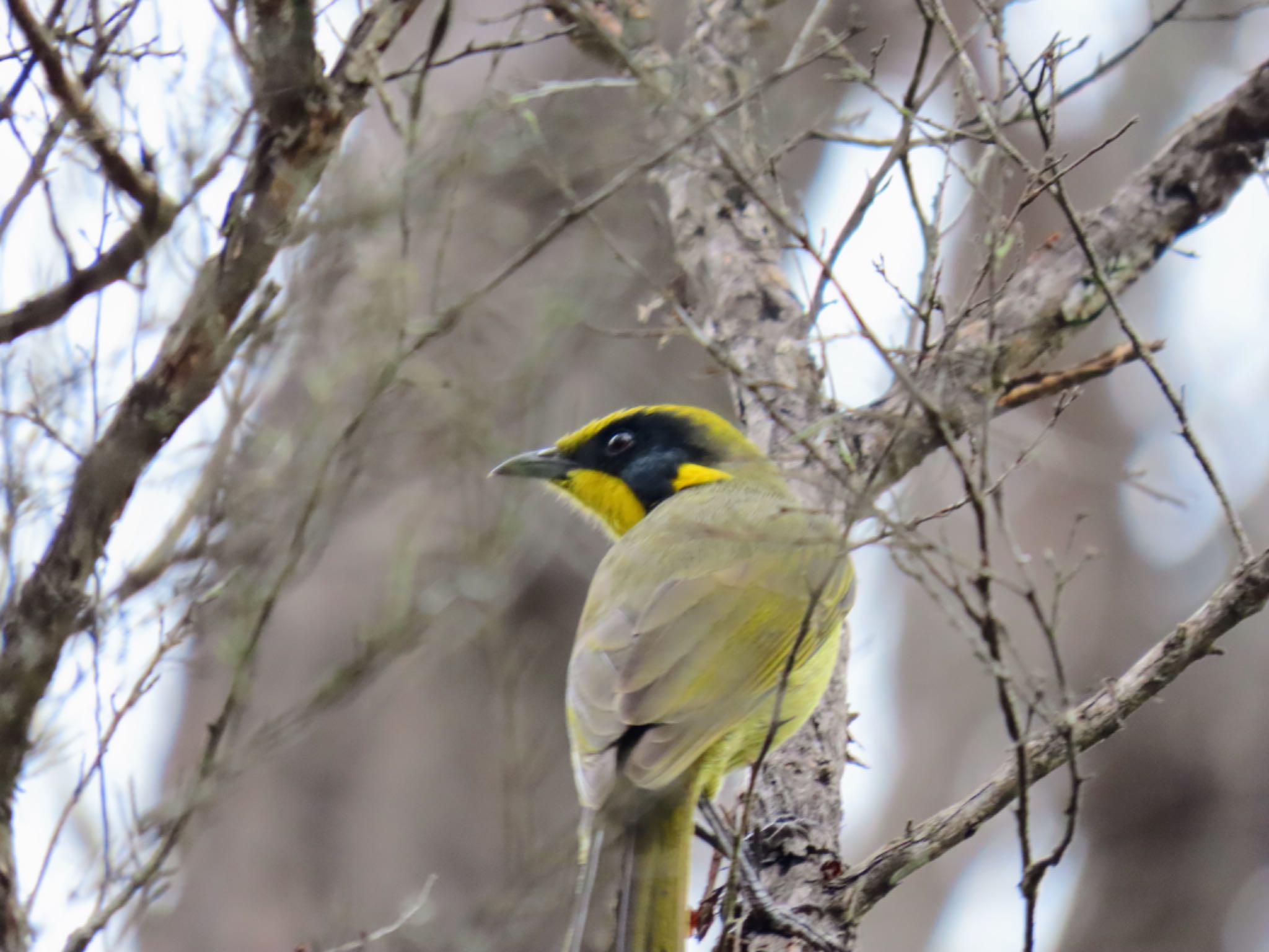 Bobbin Head, Ku-ring-gai Chase NP, NSW, Australis キムネミツスイの写真 by Maki