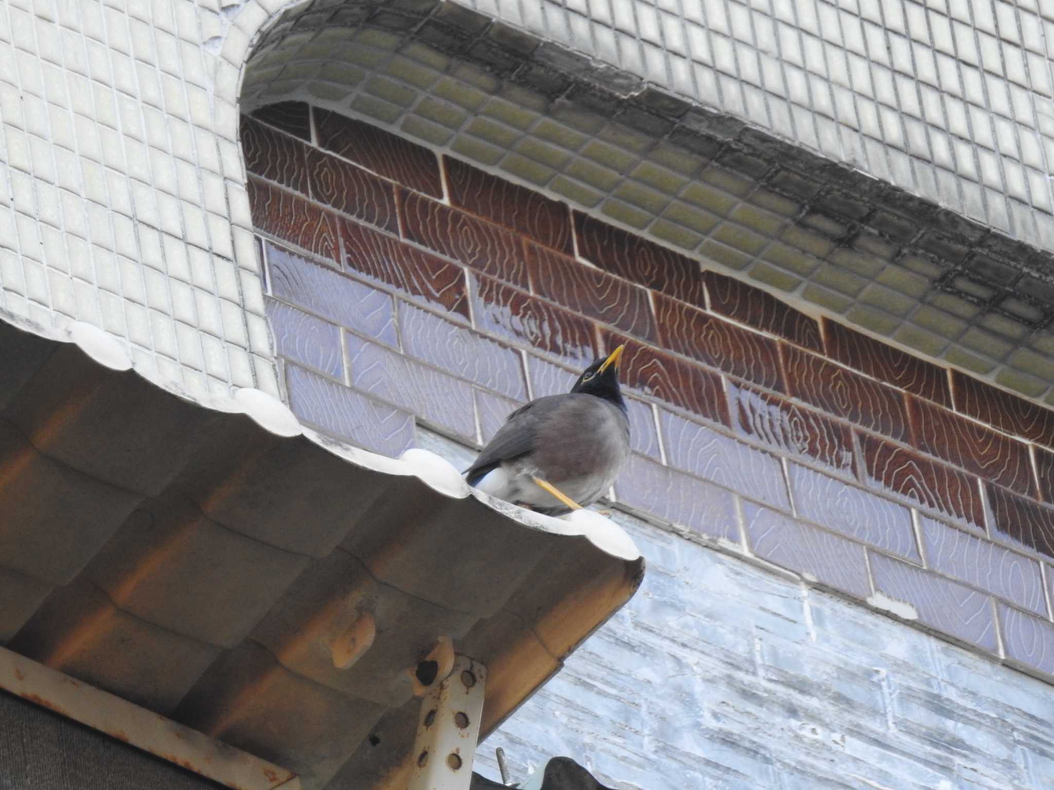 Photo of Common Myna at 台湾 by ときちゃん（ibis）