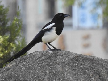 Eurasian Magpie 台湾 Sun, 11/19/2023