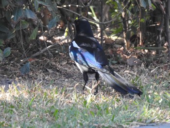 Eurasian Magpie 台湾 Sun, 11/19/2023