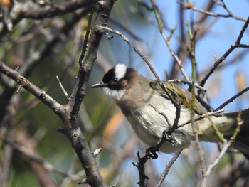 Light-vented Bulbul 台湾 Fri, 11/17/2023