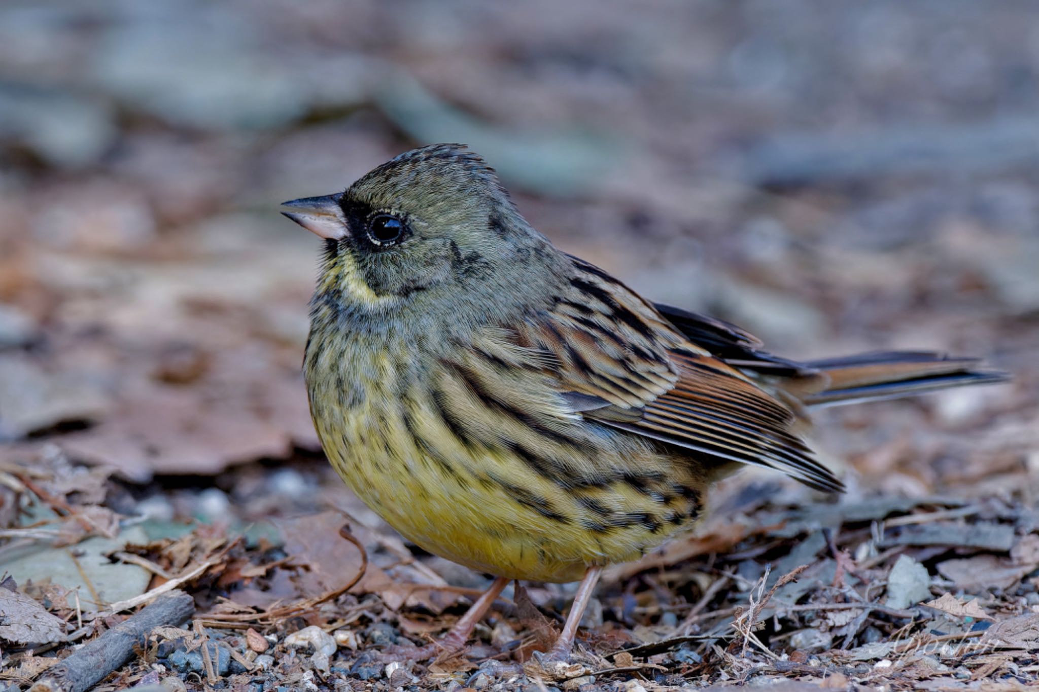 Photo of Masked Bunting at Kitamoto Nature Observation Park by アポちん