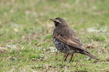 Dusky Thrush 近所の公園 Thu, 2/29/2024