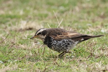 Dusky Thrush 近所の公園 Thu, 2/29/2024