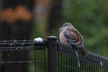 Oriental Turtle Dove 善福寺公園 Fri, 3/8/2024