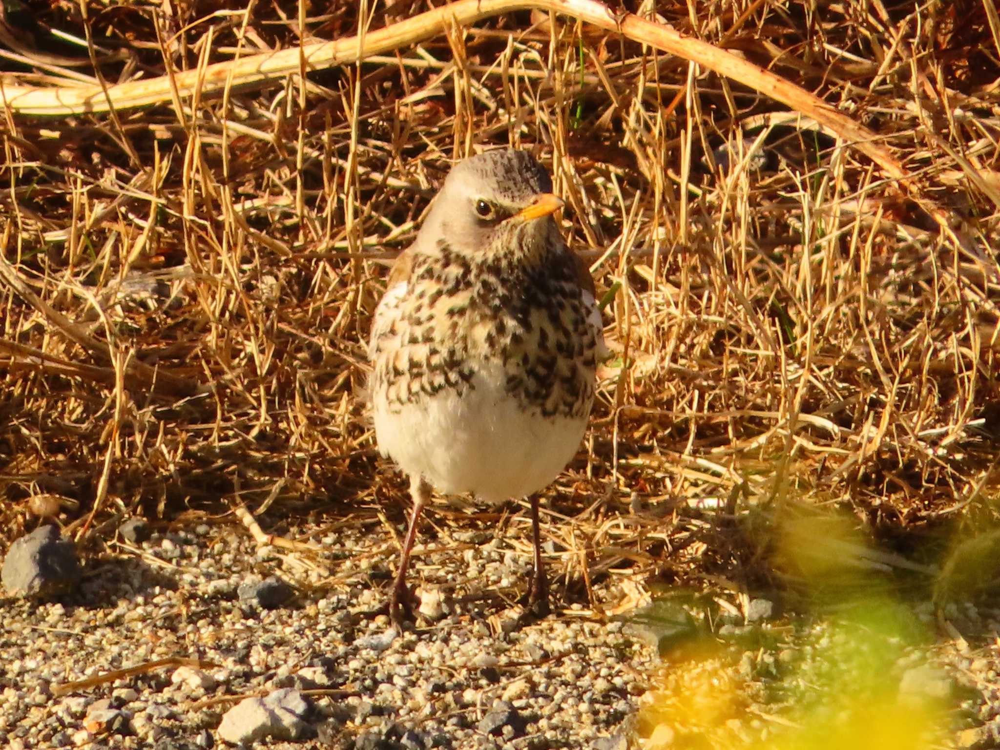 Fieldfare