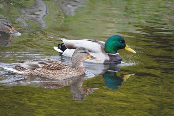 マガモ 野川 2024年2月29日(木)