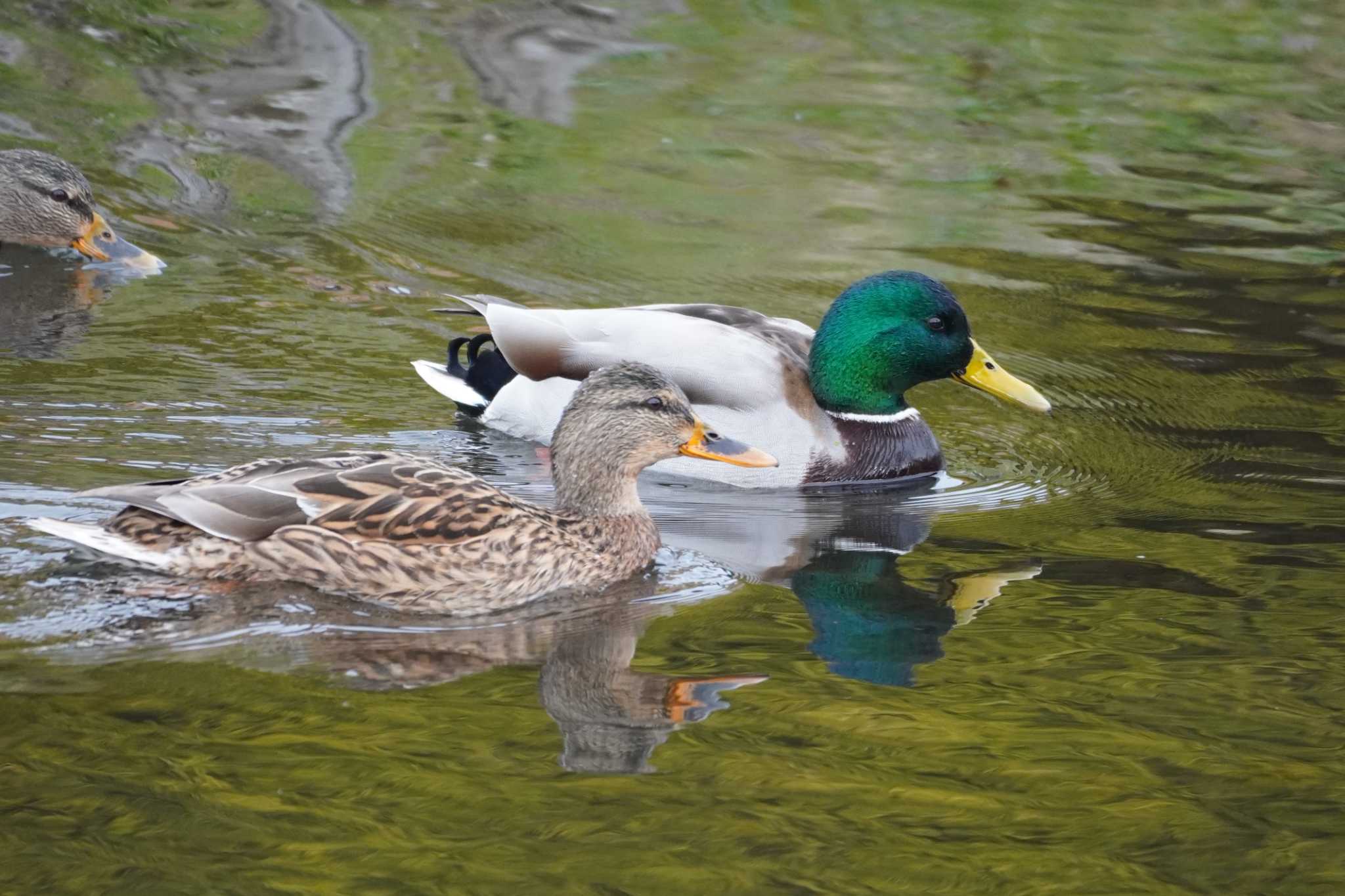 野川 マガモの写真