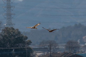 Rough-legged Buzzard Unknown Spots Thu, 3/7/2024