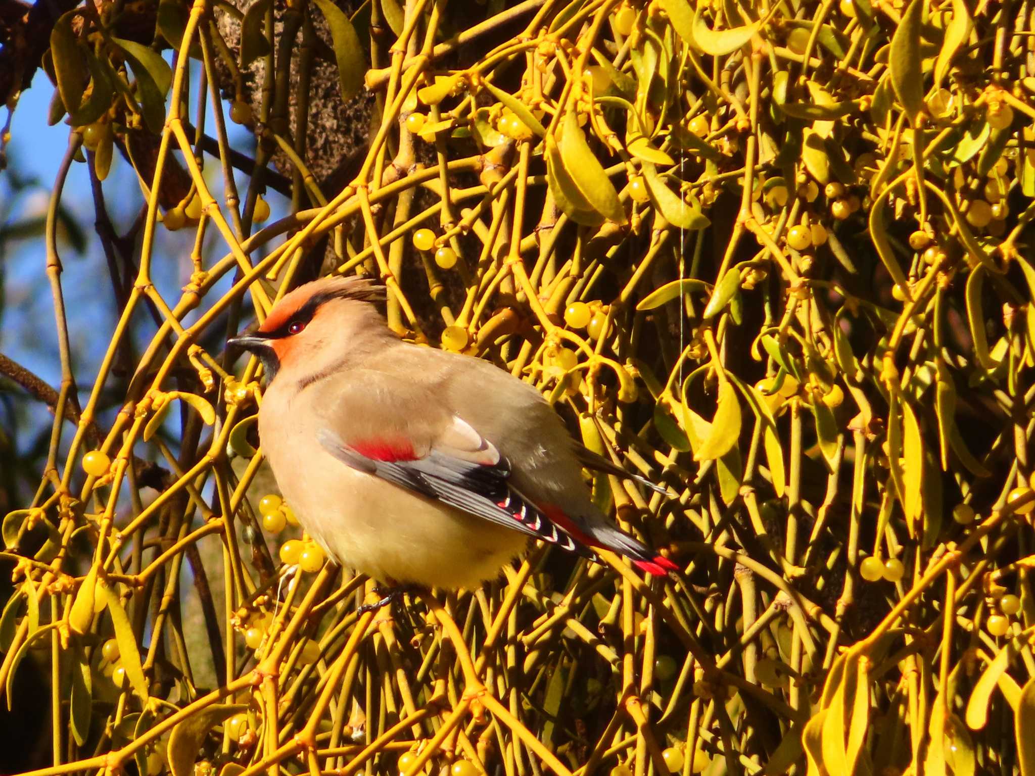 Japanese Waxwing