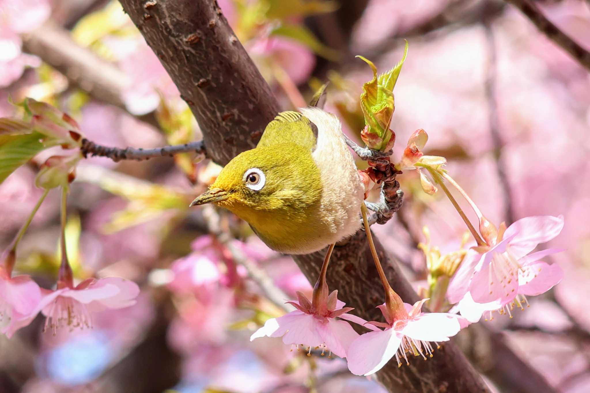 桜とメジロ①