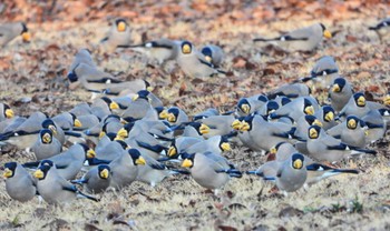 Japanese Grosbeak Unknown Spots Thu, 2/1/2024