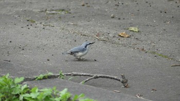 Eurasian Nuthatch(asiatica) 青葉公園(千歳市) Sun, 8/26/2018