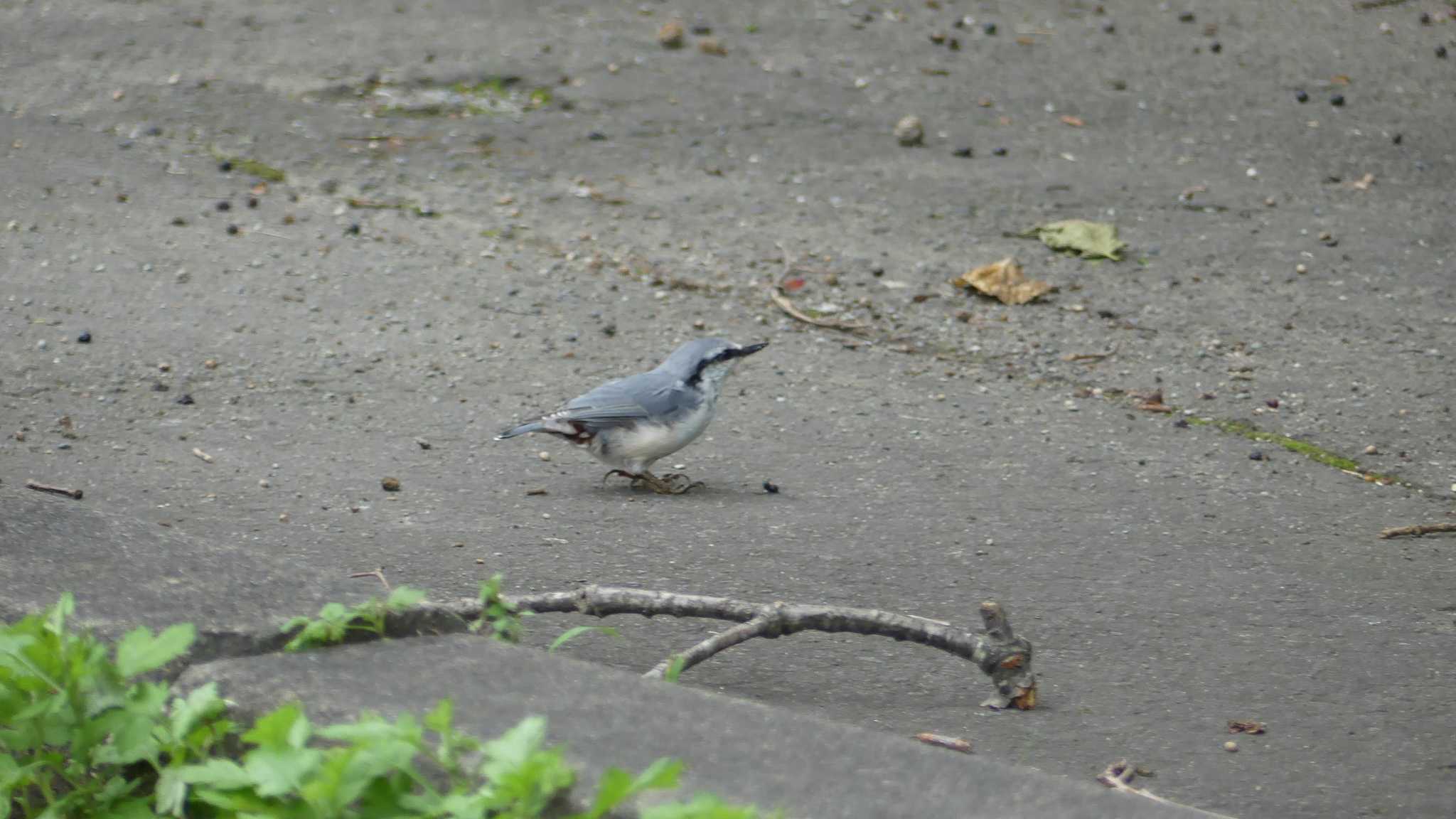 Eurasian Nuthatch(asiatica)