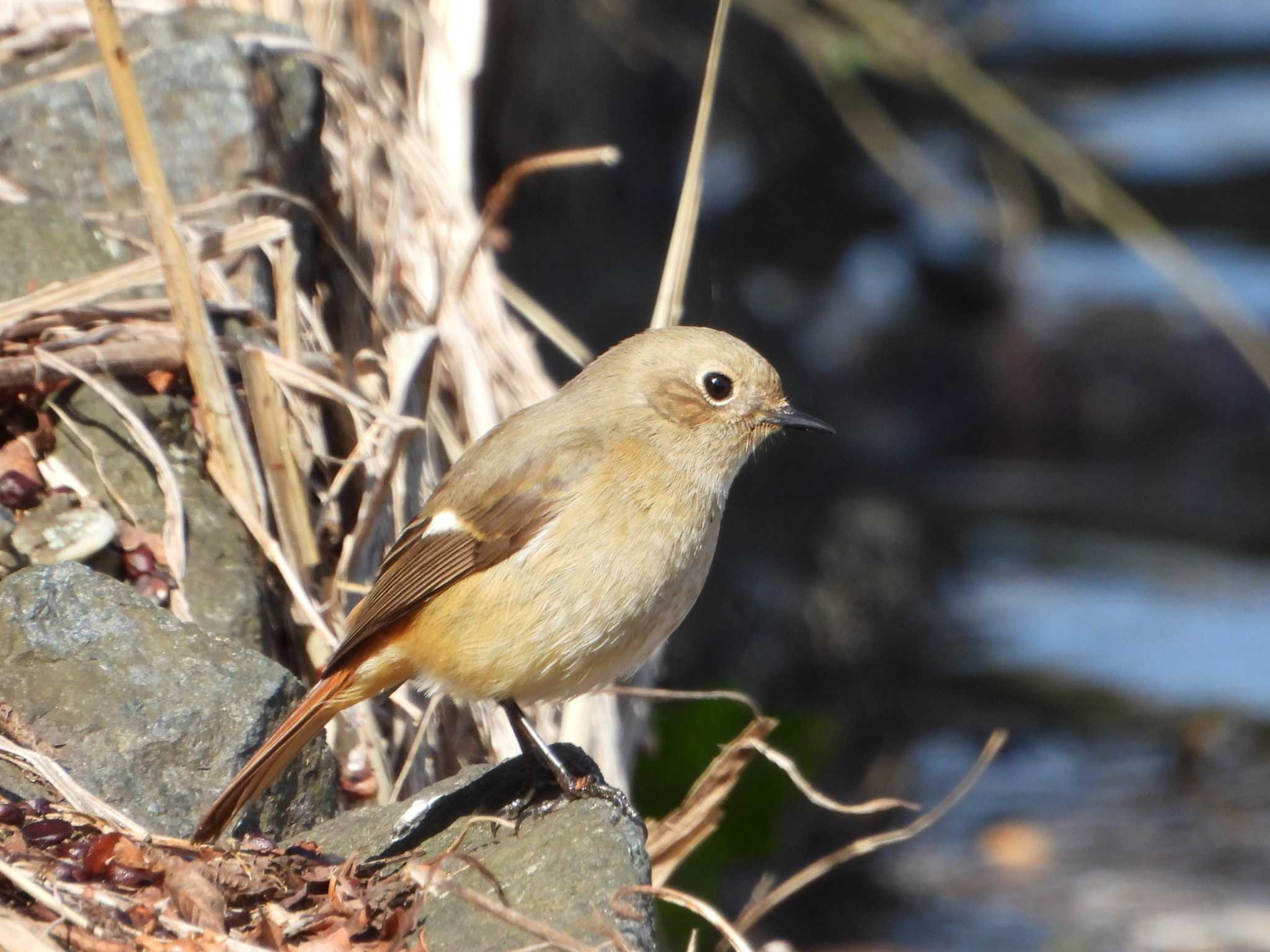 Photo of Daurian Redstart at 山田池公園 by Ryoji-ji