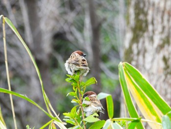 Eurasian Tree Sparrow 山田池公園 Thu, 3/7/2024