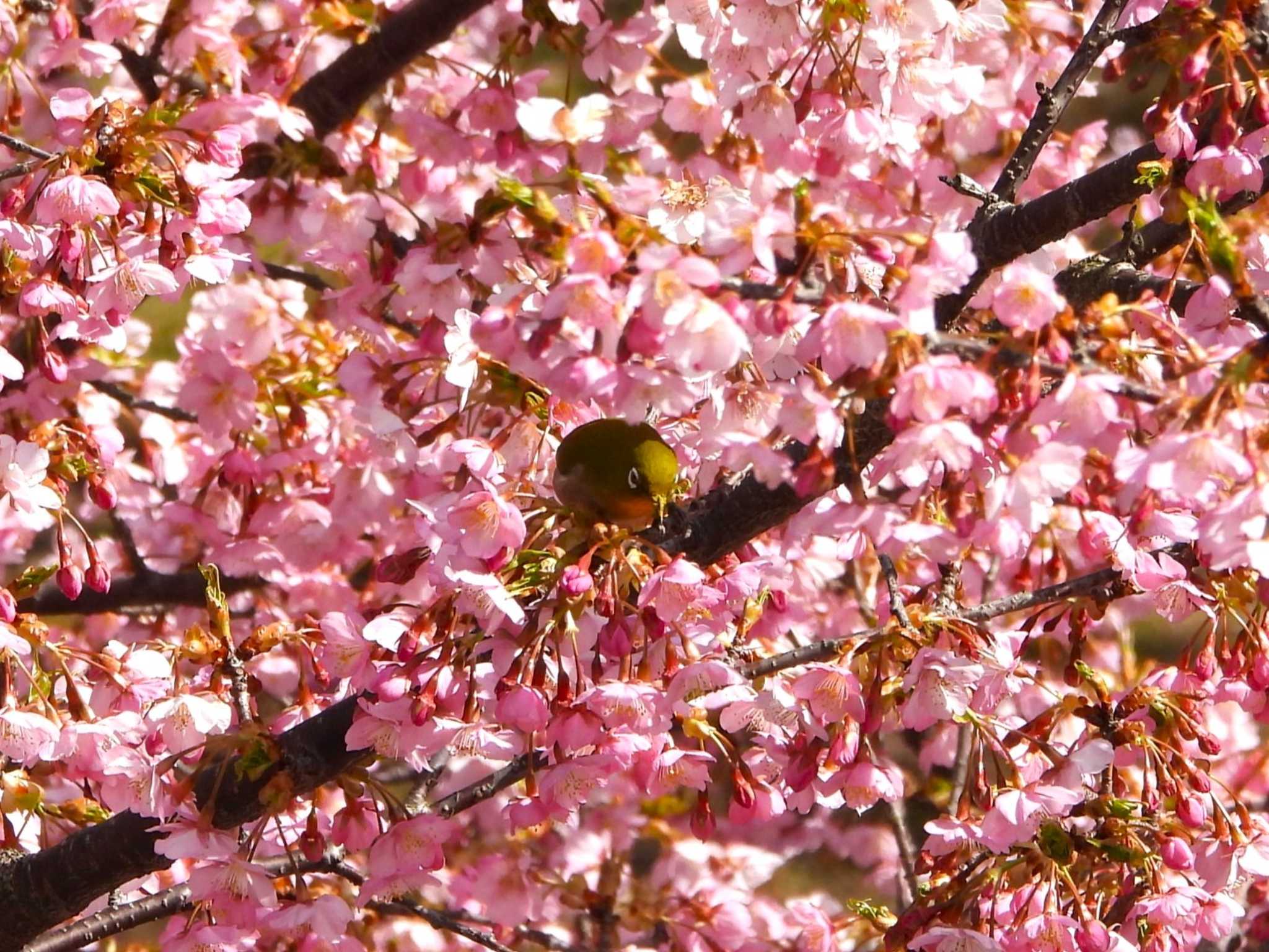 山田池公園 メジロの写真