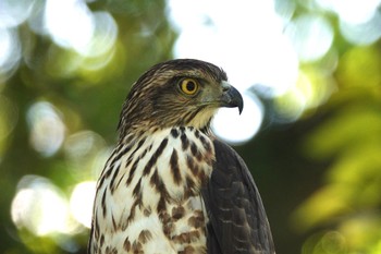 カンムリオオタカ 台北植物園 2024年1月19日(金)