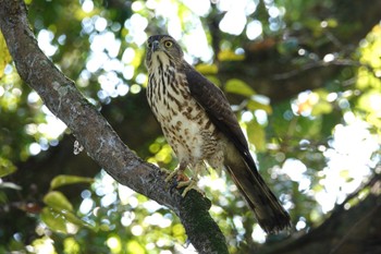 Crested Goshawk 台北植物園 Fri, 1/19/2024