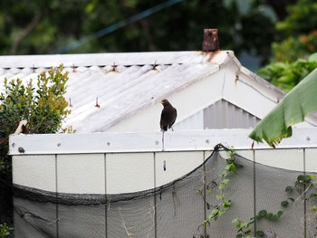 Chinese Blackbird Unknown Spots Thu, 3/7/2024