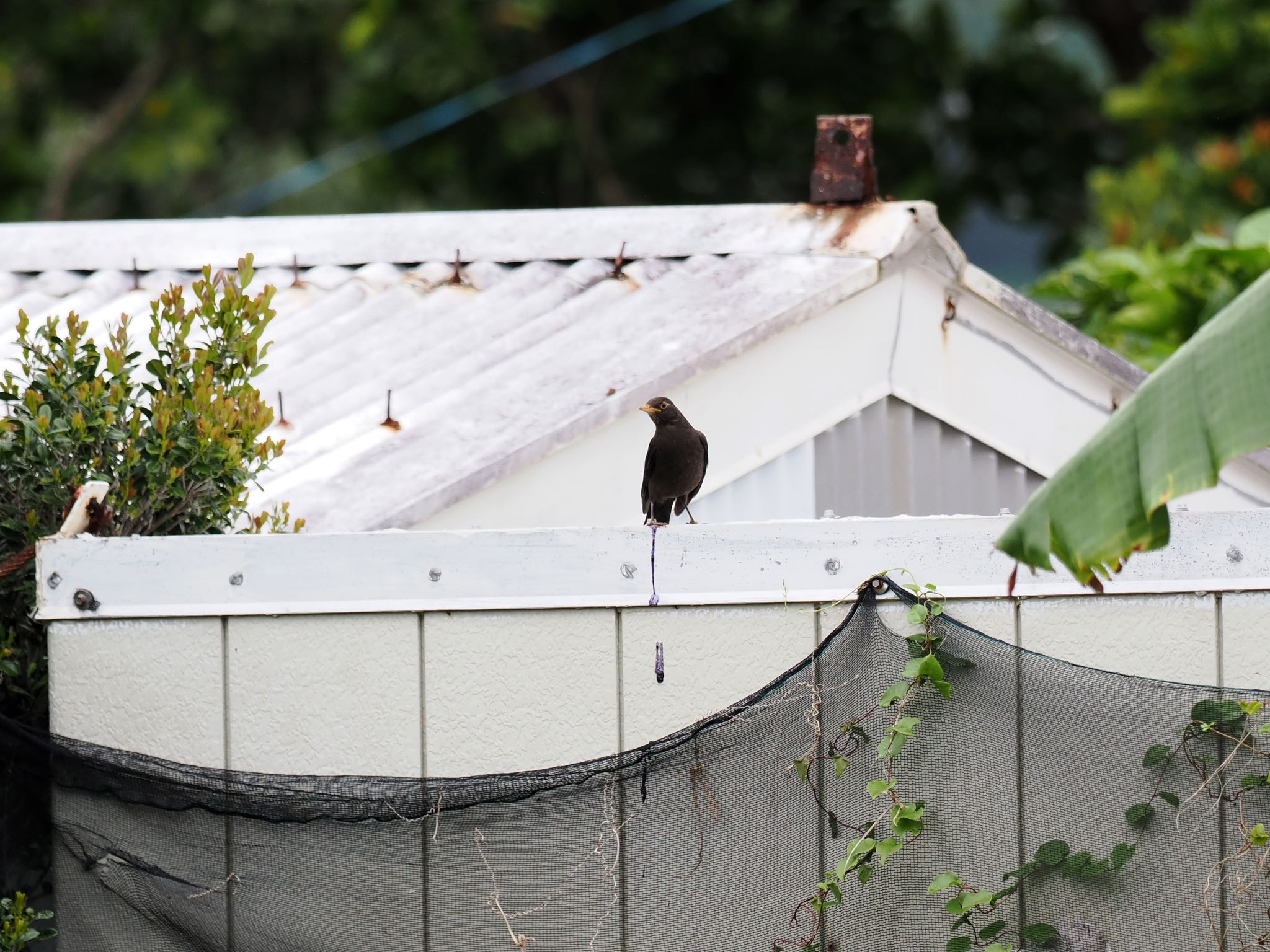 Photo of Chinese Blackbird at  by エナガ好き