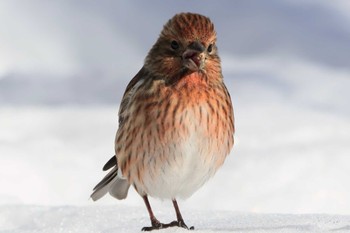 Pallas's Rosefinch Saitama Prefecture Forest Park Thu, 3/7/2024