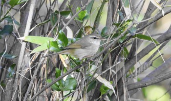 Japanese Bush Warbler 和歌山市 Thu, 3/7/2024