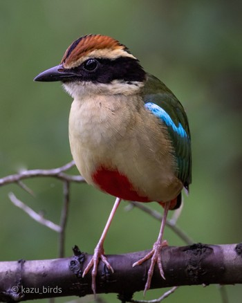 ヤイロチョウ 九州 2023年6月3日(土)