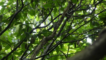 Japanese Pygmy Woodpecker(seebohmi) 青葉公園(千歳市) Sun, 8/26/2018