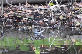 Sun, 1/14/2024 Birding report at Yatsu-higata