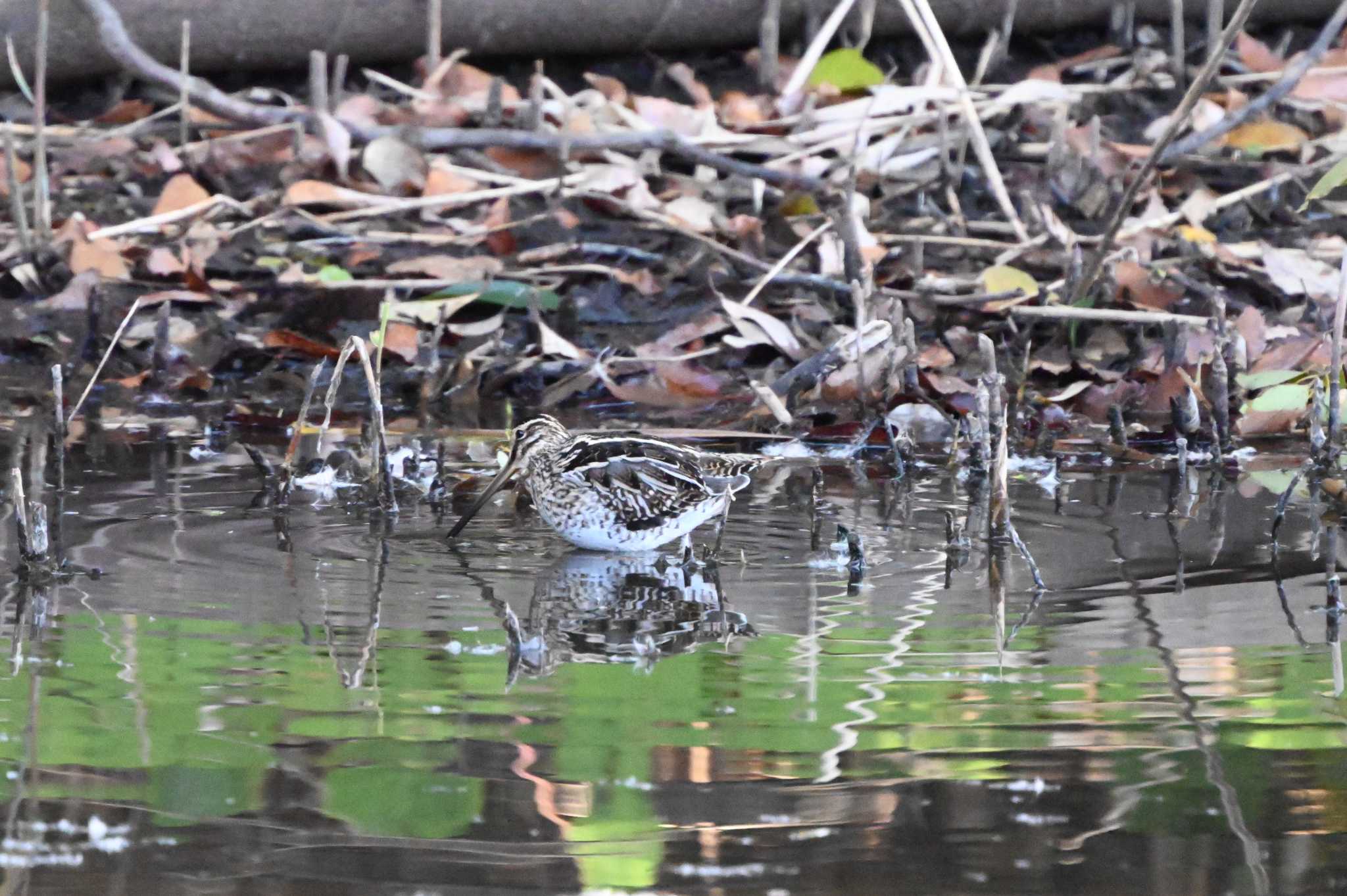 Common Snipe